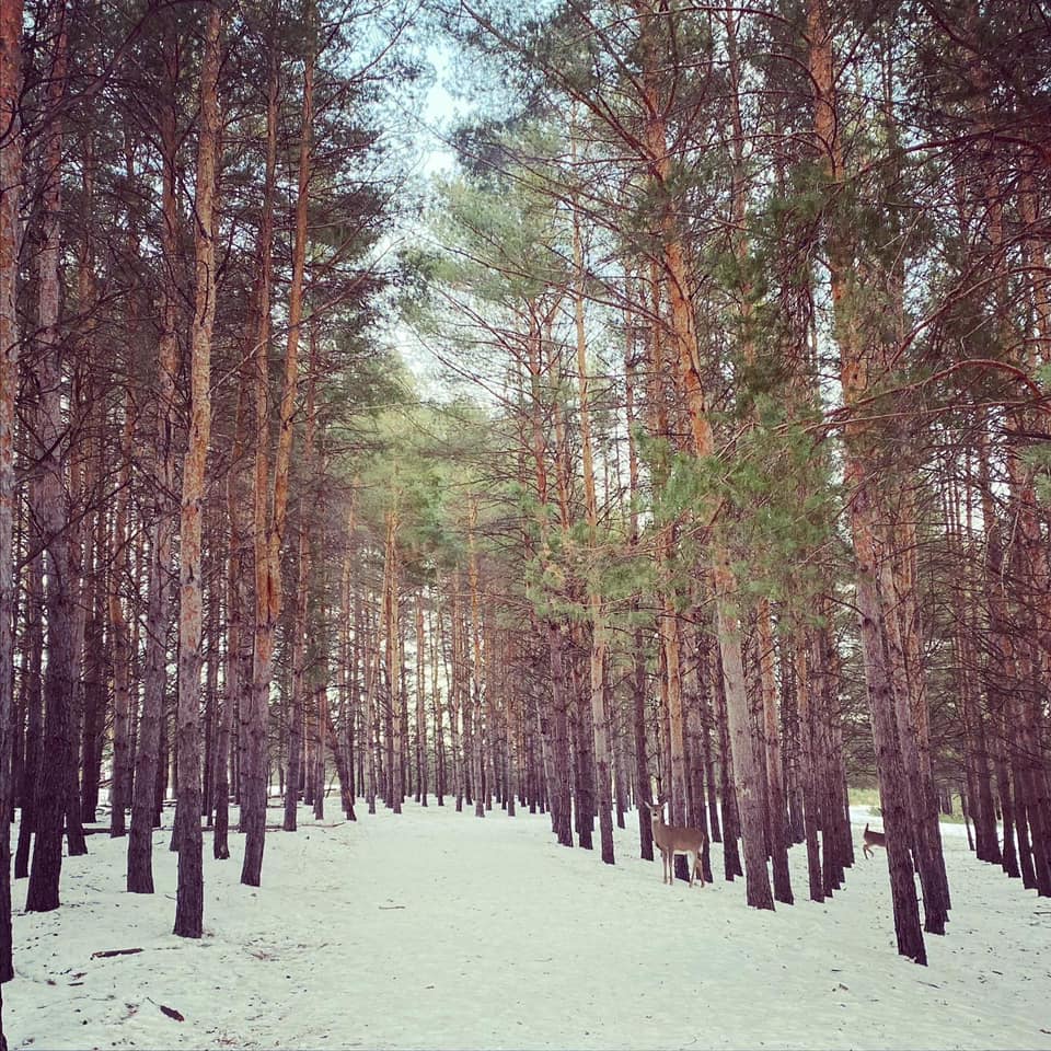 Image of a trail in winter through tall pine trees. A deer can be seen standing, camouflaged on the side of the trail.
